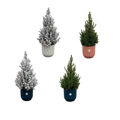 2x Kerstboom met en 2x zonder sneeuw + 4x elho Vibes Fold mix - 60cm