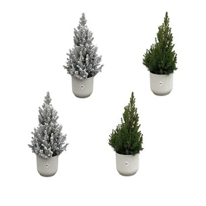 2x Kerstboom met en 2x zonder sneeuw + 4x elho Vibes Fold wit - 60cm