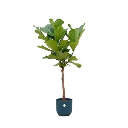 Ficus Lyrata stam + elho Vibes Fold Round blauw Ø30 - 160cm