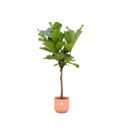 Ficus Lyrata stam + elho Vibes Fold Round roze Ø30 - 160cm