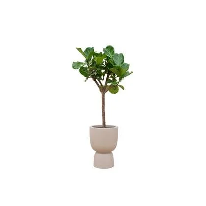 Green Bubble - Ficus Lyrata boom + elho Pure Coupe beige Ø41 - 210 cm