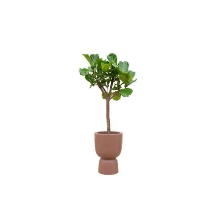 Green Bubble - Ficus Lyrata boom + elho Pure Coupe bruin Ø41 - 210 cm