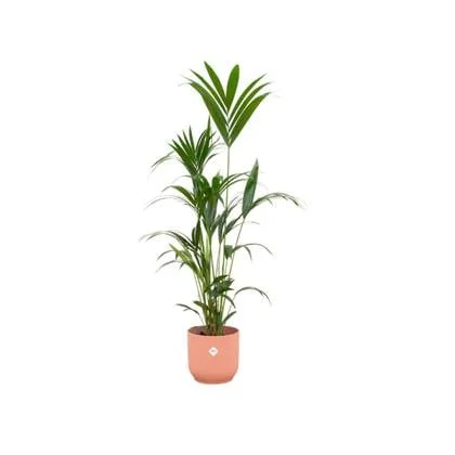 Kentia palm + elho Vibes Fold Round roze Ø30 - 160 cm