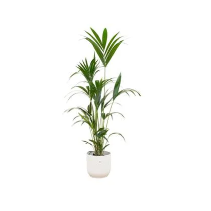 Kentia palm + elho Vibes Fold Round wit Ø30 - 160 cm