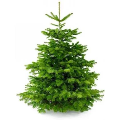 Plant&More - Nordmann Kerstboom 270-300 cm - Zonder Kluit